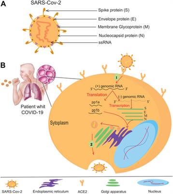 CRISPR Technology in Gene-Editing-Based Detection and Treatment of SARS-CoV-2